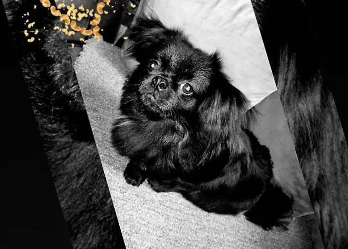 Dan I Noc * Дивчибаре